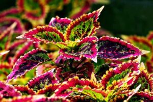 where to buy forskolin