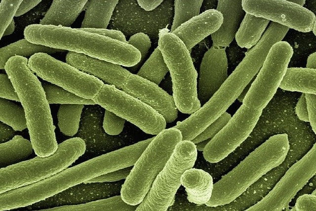 10 Parasite Signs – 2 Types of Test – Treatment Options
