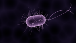 bacteria candida albicans