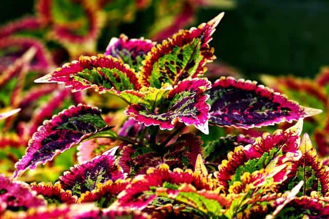 Where to Buy Forskolin? Does it Work? 2 Advices