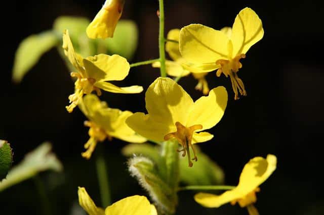 Natural Horny Goat Weed for Men and Women – 5 Usages Where It Works